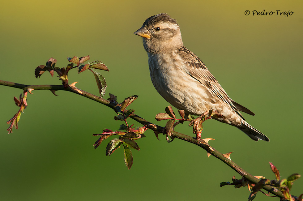 Gorrion chillon (Petronia petronia)